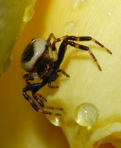 Réf. 34 305 : Synema globosum