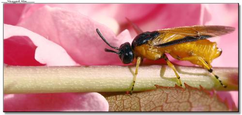 Arge ochropus