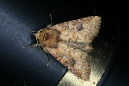 Réf. 34 276 : Atypha pulmonaris
