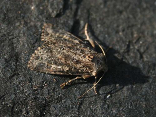 Réf. 34 066 : Apamea sp.