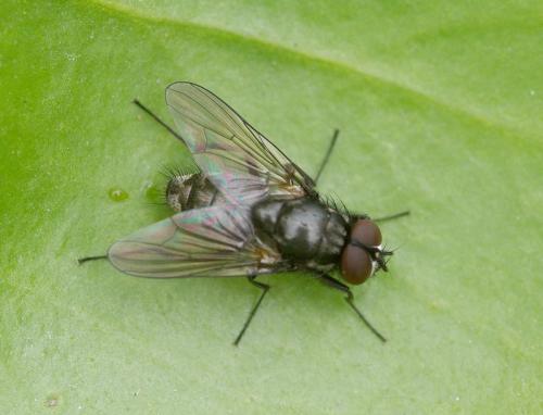 Réf. 34 938 : Hydrotaea sp.