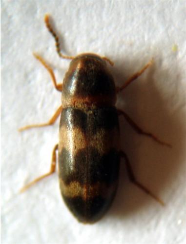 Abdera quadrifasciata