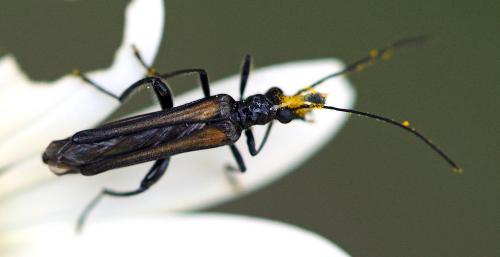 Réf. 34 158 : Oedemera pthysica