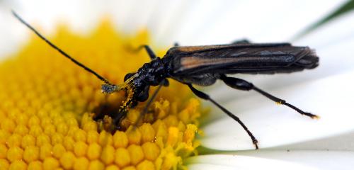 Réf. 34 159 : Oedemera pthysica