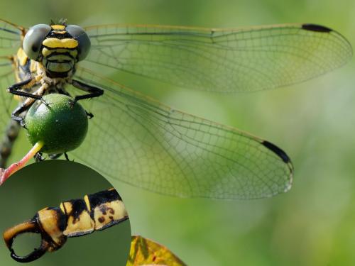 Onychogomphus forcipatus