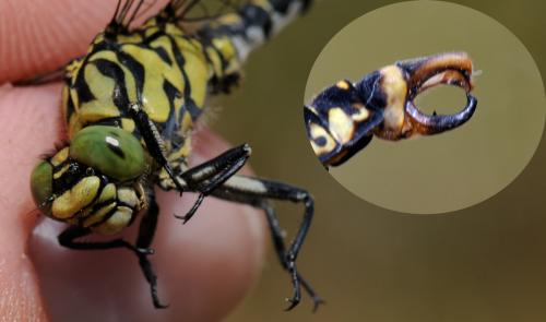 Onychogomphus forcipatus