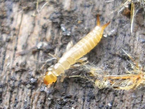 Euborellia moesta