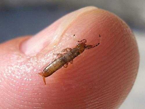 Euborellia moesta