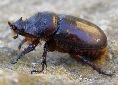 Réf. 34 505 : Oryctes nasicornis