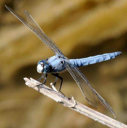 Réf. 34 189 : Orthetrum brunneum