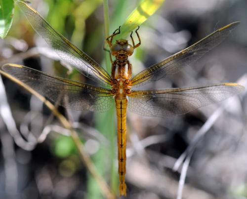 Orthetrum coerulescens