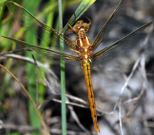 Orthetrum coerulescens