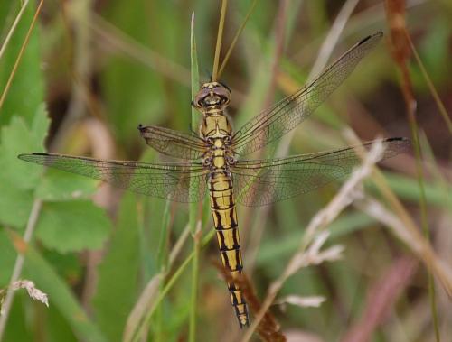 Orthetrum cancellatum