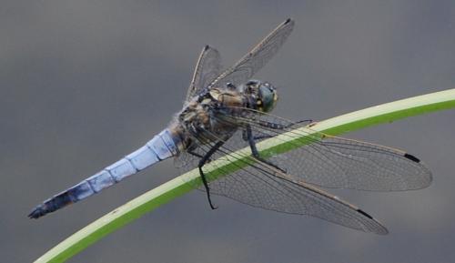 Orthetrum cancellatum