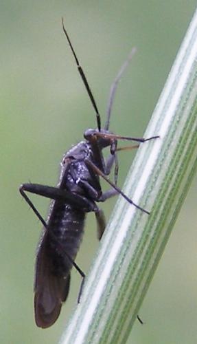 Orthocephalus saltator
