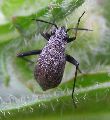 Orthocephalus saltator