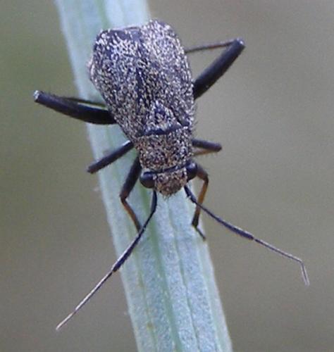Orthocephalus saltator