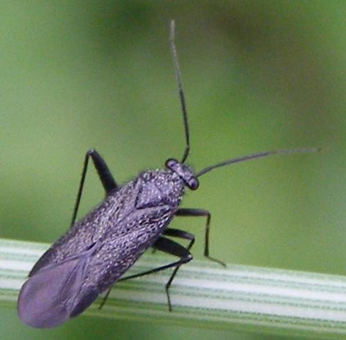 Orthocephalus saltator