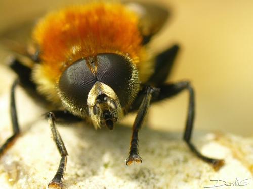 Merodon equestris