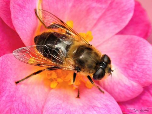 Eristalis tenax