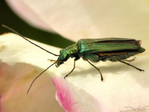 Oedemera nobilis