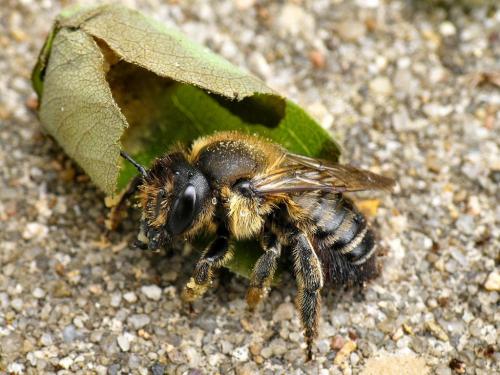 Réf. 34 404 : Megachile willughbiella