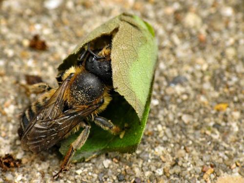Réf. 34 403 : Megachile willughbiella