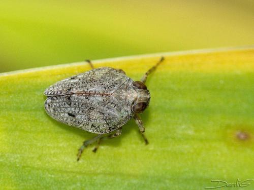 Issus coleoptratus