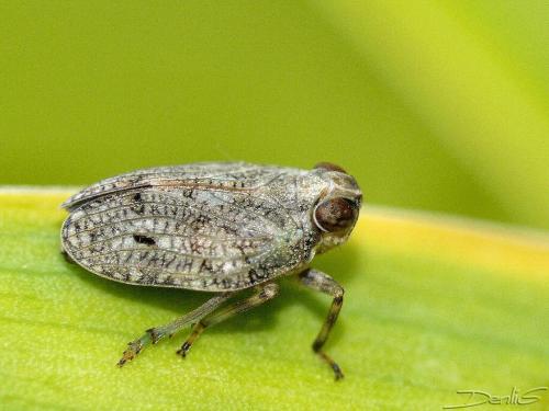 Issus coleoptratus