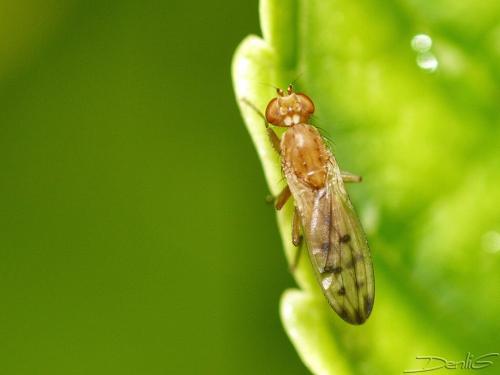Opomyza florum