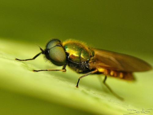 Chloromyia formosa