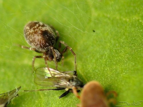 Dictyna sp.