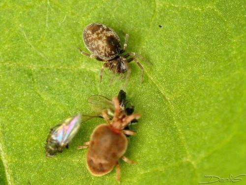 Dictyna sp.