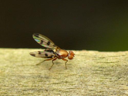 Réf. 34 740 : Geomyza tripunctata