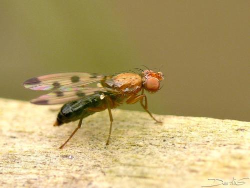 Réf. 34 739 : Geomyza tripunctata