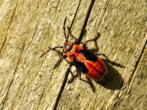 Melanocoryphus albomaculatus