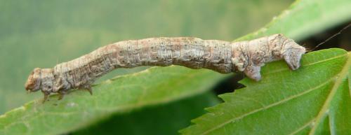 Ectropis crepuscularia