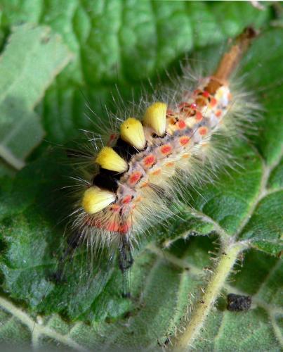 Orgyia antiqua