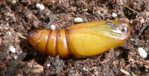 Ectropis crepuscularia