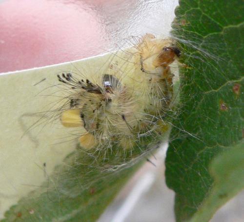 Orgyia antiqua