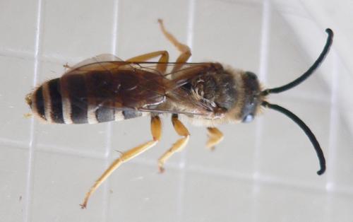 Réf. 34 842 : Halictus scabiosae