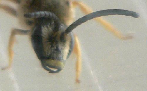 Halictus scabiosae
