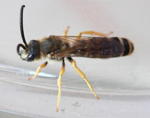 Réf. 34 653 : Halictus scabiosae