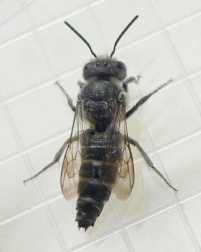 Coelioxys sp.