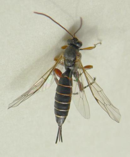 Réf. 34 991 : Itoplectis sp.