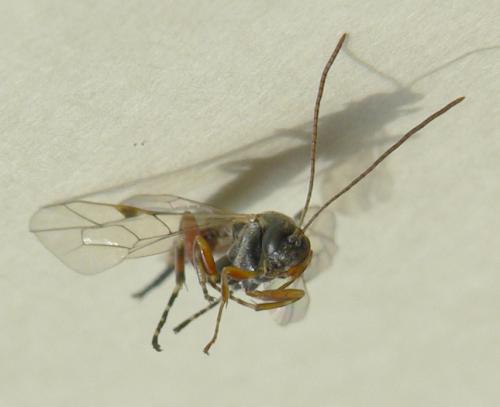 Réf. 34 992 : Itoplectis sp.