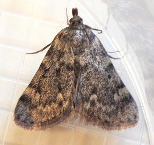 Réf. 34 922 : Aglossa pinguinalis