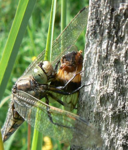 Orthetrum cancellatum