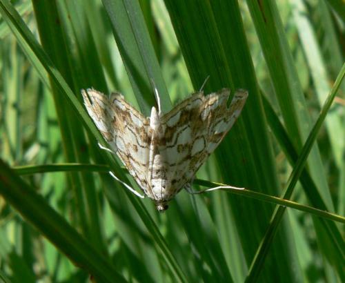 Réf. 34 921 : Elophila nymphaeata