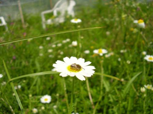 Colletes fodiens